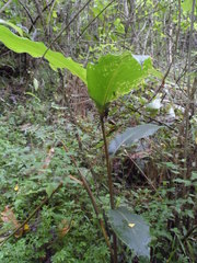 Renealmia thyrsoidea