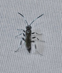 Coelichneumon navus