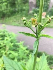 Scrophularia lanceolata