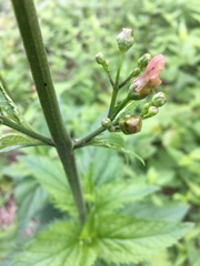Scrophularia lanceolata