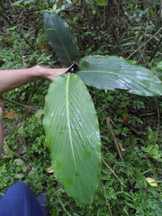 Renealmia thyrsoidea