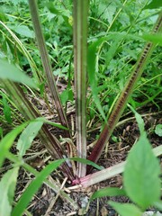 Arctium