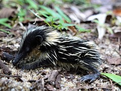 Hemicentetes semispinosus