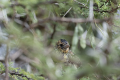 Trachyphonus darnaudii