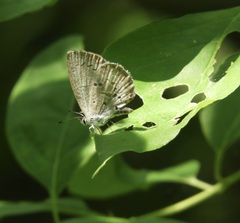 Celastrina lucia