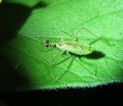 Dicyphus pallidus