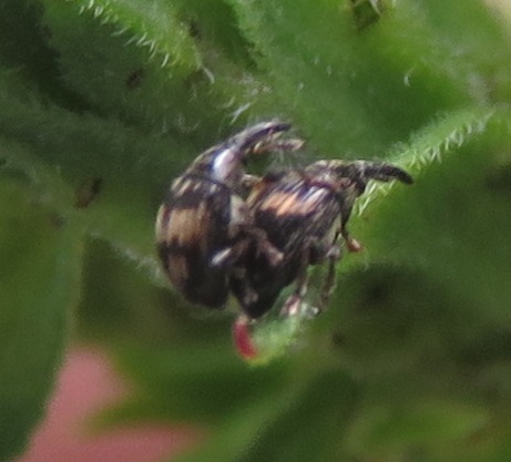 Flower Bud Weevil, Amsterdam-Noord, Amsterdam, Nederland, photo 4 of 10