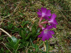 Primula clusiana