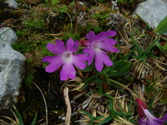 Primula clusiana