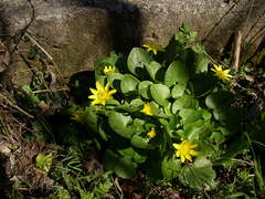 Ficaria verna calthifolia