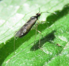 Dicyphus errans