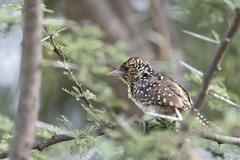 Trachyphonus darnaudii