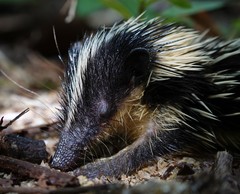 Hemicentetes semispinosus