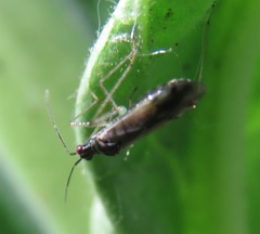Dicyphus errans