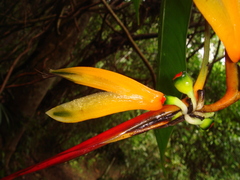 Heliconia hirsuta