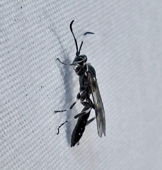 Coelichneumon navus
