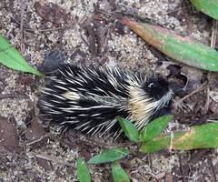 Hemicentetes semispinosus