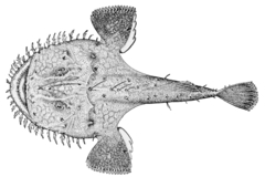 Yellow Goosefish photo 4