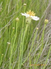 Chloracantha spinosa spinosa