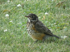Turdus migratorius