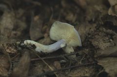 Calocybe ionides