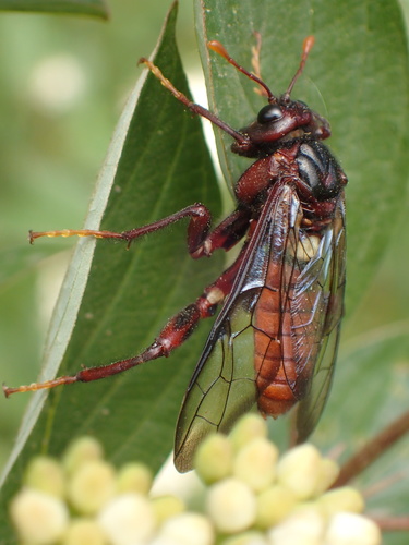 Elm sawfly
