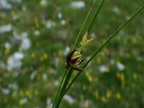 Oreojuncus monanthos