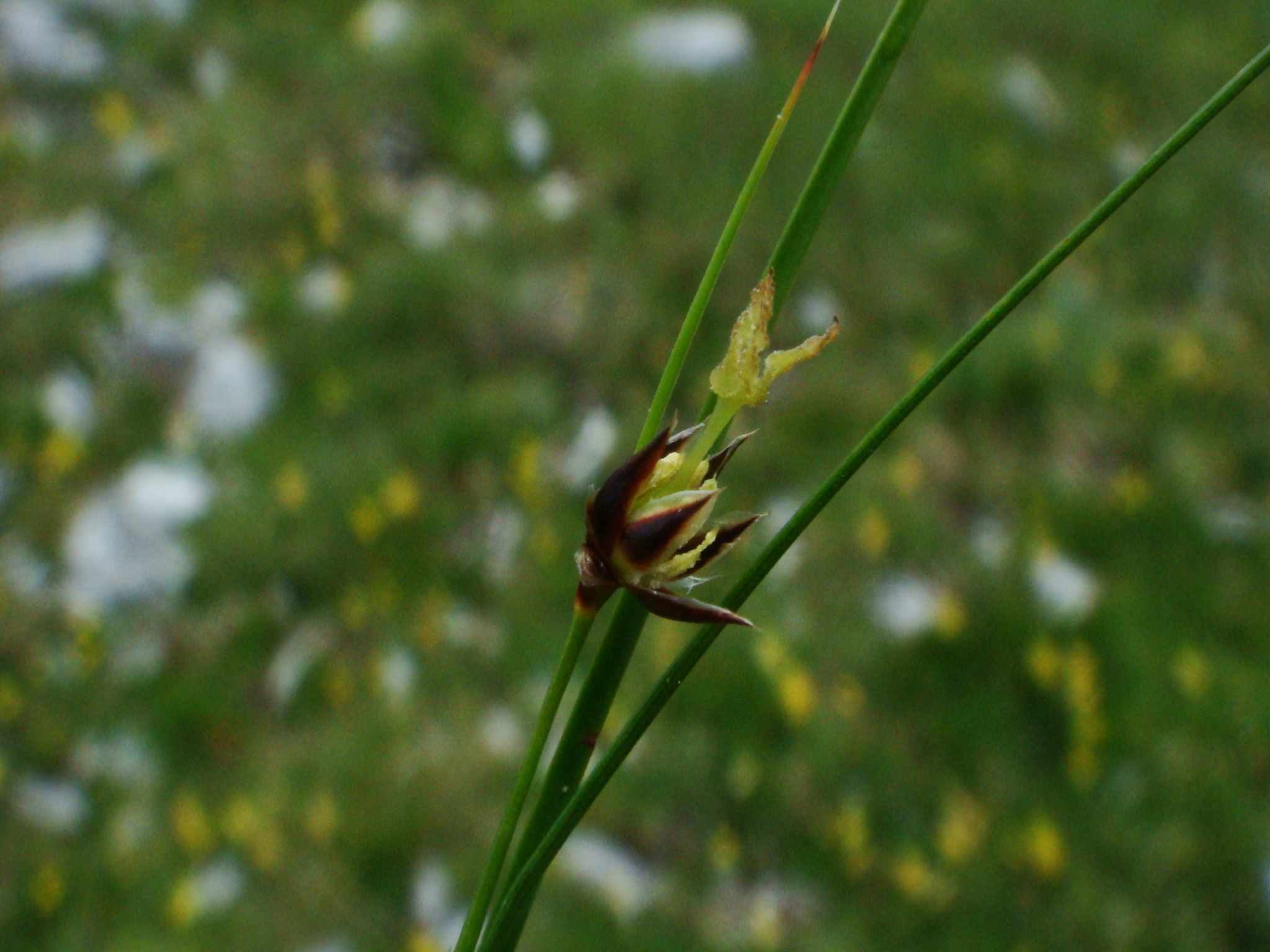 Oreojuncus monanthos