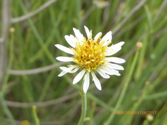 Chloracantha spinosa spinosa