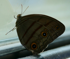 Megeuptychia antonoe