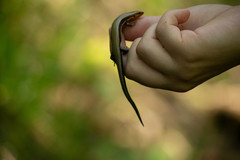 Plestiodon anthracinus