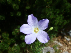 Linum alpinum