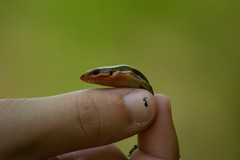 Plestiodon anthracinus