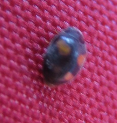 Nephus quadrimaculatus