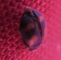 Nephus quadrimaculatus