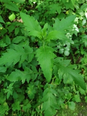 Carduus crispus