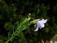 Linum alpinum
