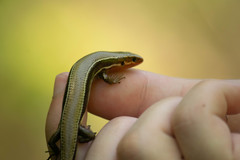 Plestiodon anthracinus