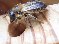 Megachile
