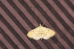Notarcha quaternalis