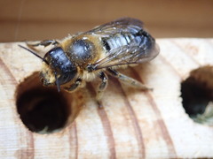 Megachile