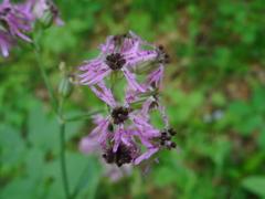 Microbotryum coronariae