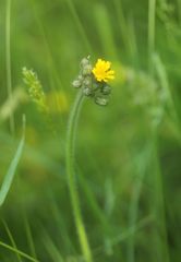 Pilosella
