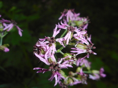 Microbotryum coronariae