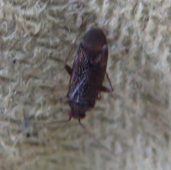Phoenicocoris obscurellus