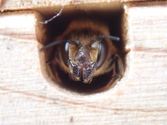 Megachile
