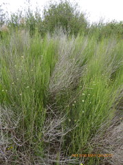 Chloracantha spinosa spinosa