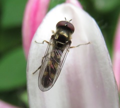 Platycheirus scutatus