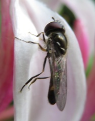 Platycheirus scutatus