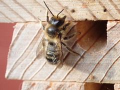 Megachile
